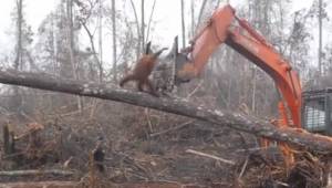 Zdesperowany orangutan próbuje powstrzymać maszynę niszczy jego dom. Wstrząsając